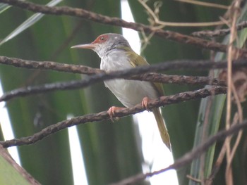 アカビタイサイホウチョウ ミンダナオ島 2018年3月19日(月)