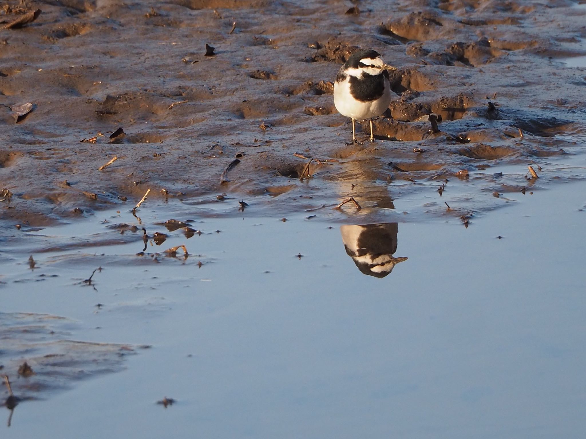 Japanese Wagtail