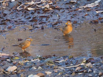 2023年1月9日(月) 浅羽野の野鳥観察記録