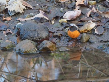 Daurian Redstart 浅羽野 Mon, 1/9/2023