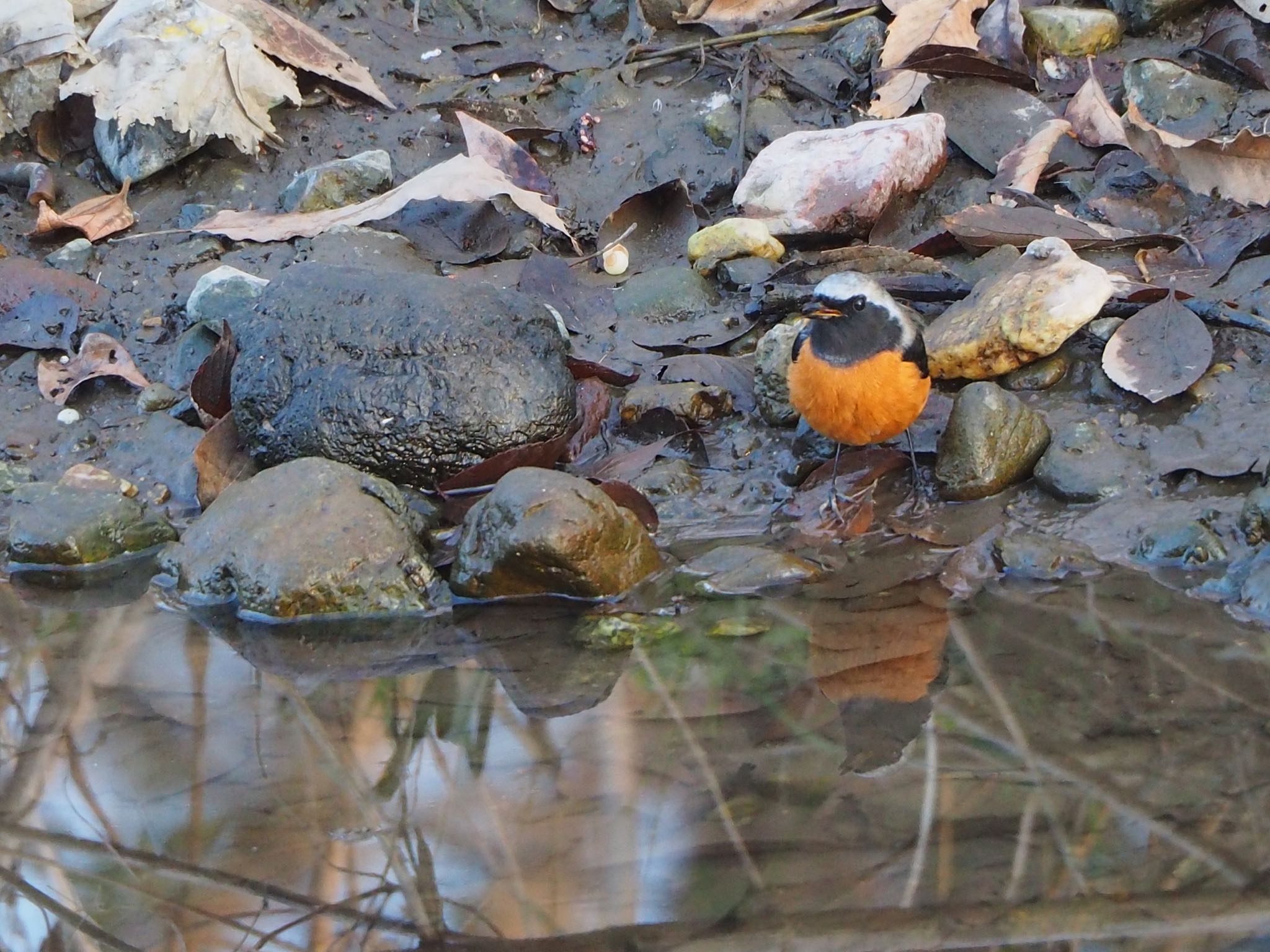 Daurian Redstart