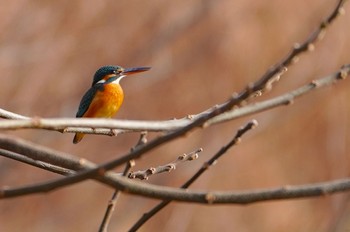 2023年1月9日(月) 恩智川治水緑地の野鳥観察記録