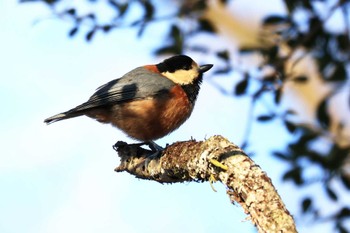 Varied Tit 丸火自然公園 Sun, 1/8/2023