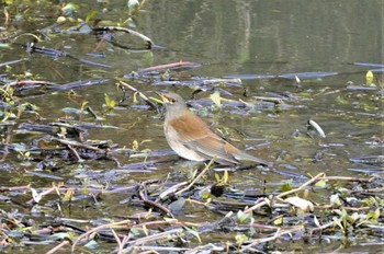 Pale Thrush 淀川河川公園 Mon, 1/9/2023