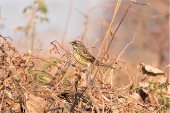 Masked Bunting 淀川河川公園 Mon, 1/9/2023