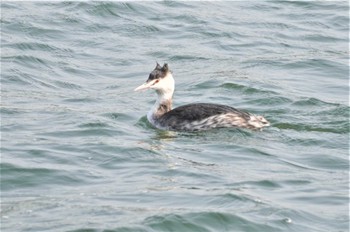 Great Crested Grebe 淀川河川公園 Mon, 1/9/2023