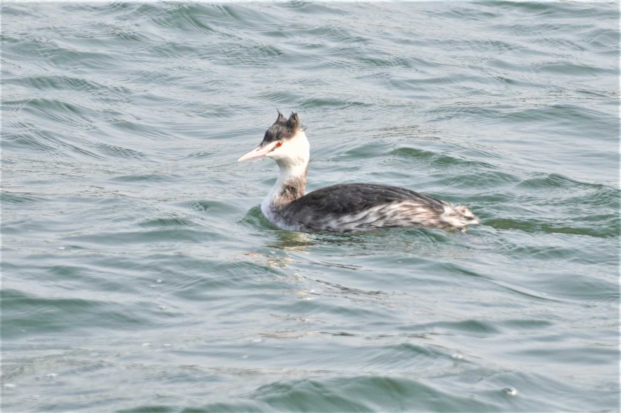 Photo of Great Crested Grebe at 淀川河川公園 by BARD9800