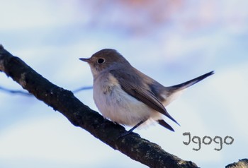 Red-breasted Flycatcher 埼玉県 Sun, 1/8/2023