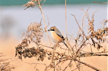 Bull-headed Shrike 淀川河川公園 Mon, 1/9/2023