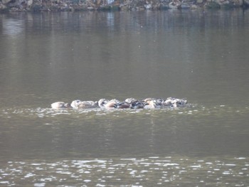 Mon, 1/9/2023 Birding report at 福山市今津