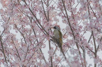 アオゲラ 近所の公園 2018年3月28日(水)