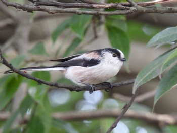 Fri, 12/30/2022 Birding report at 東京都立桜ヶ丘公園(聖蹟桜ヶ丘)