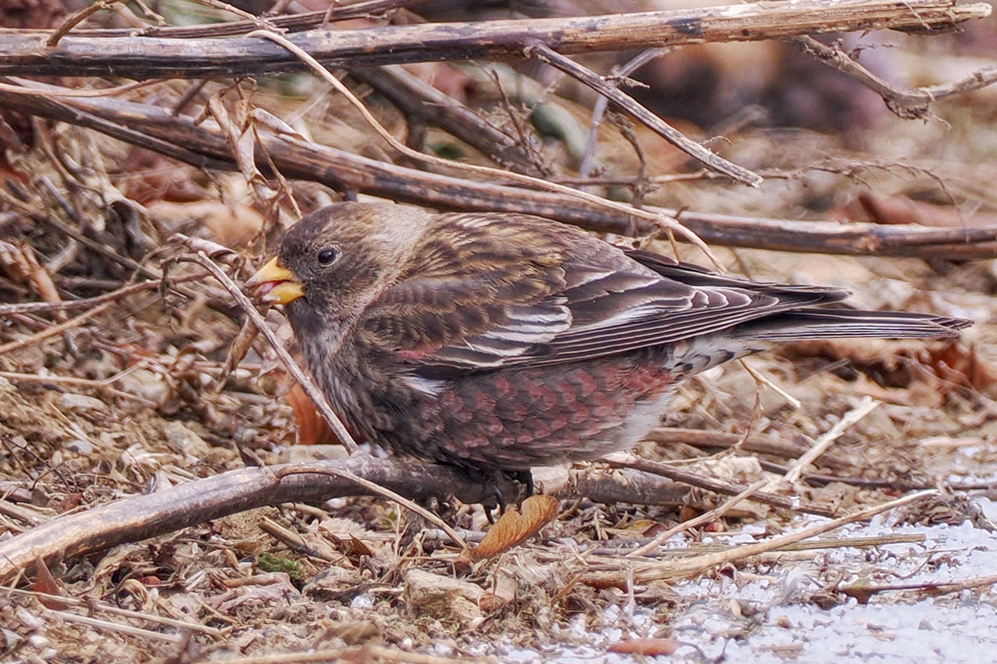 Asian Rosy Finch