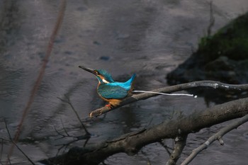 カワセミ 場所が不明 2018年3月28日(水)