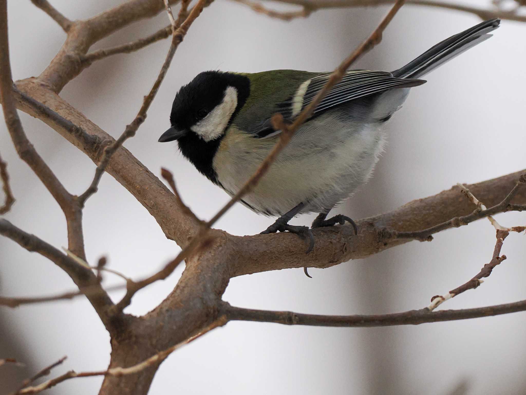 Japanese Tit