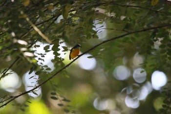 Orange-bellied Flowerpecker Unknown Spots Sat, 3/17/2018