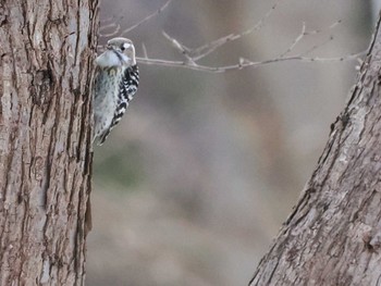 Japanese Pygmy Woodpecker(seebohmi) 星観緑地(札幌市手稲区) Mon, 1/9/2023