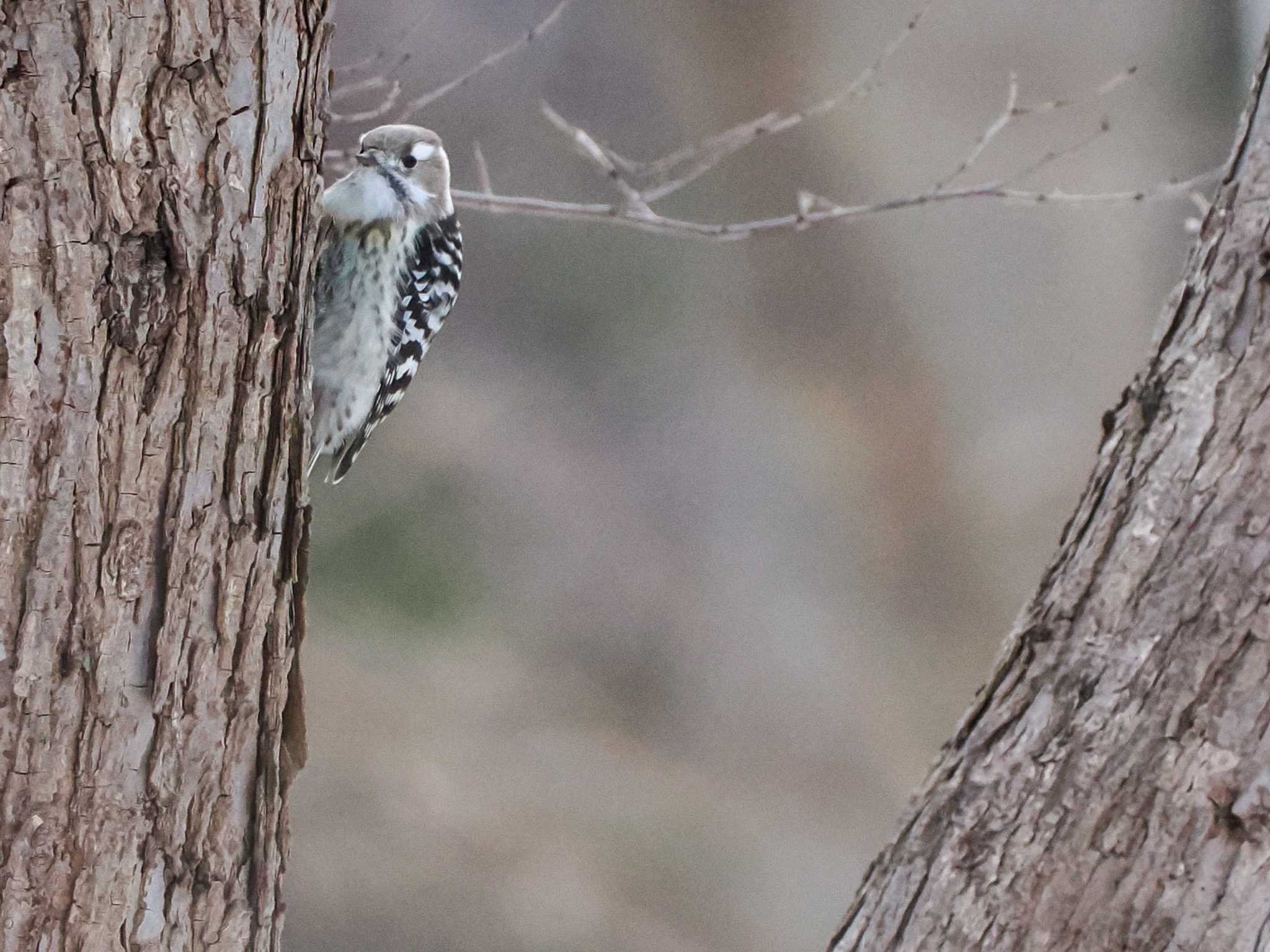 Japanese Pygmy Woodpecker(seebohmi)