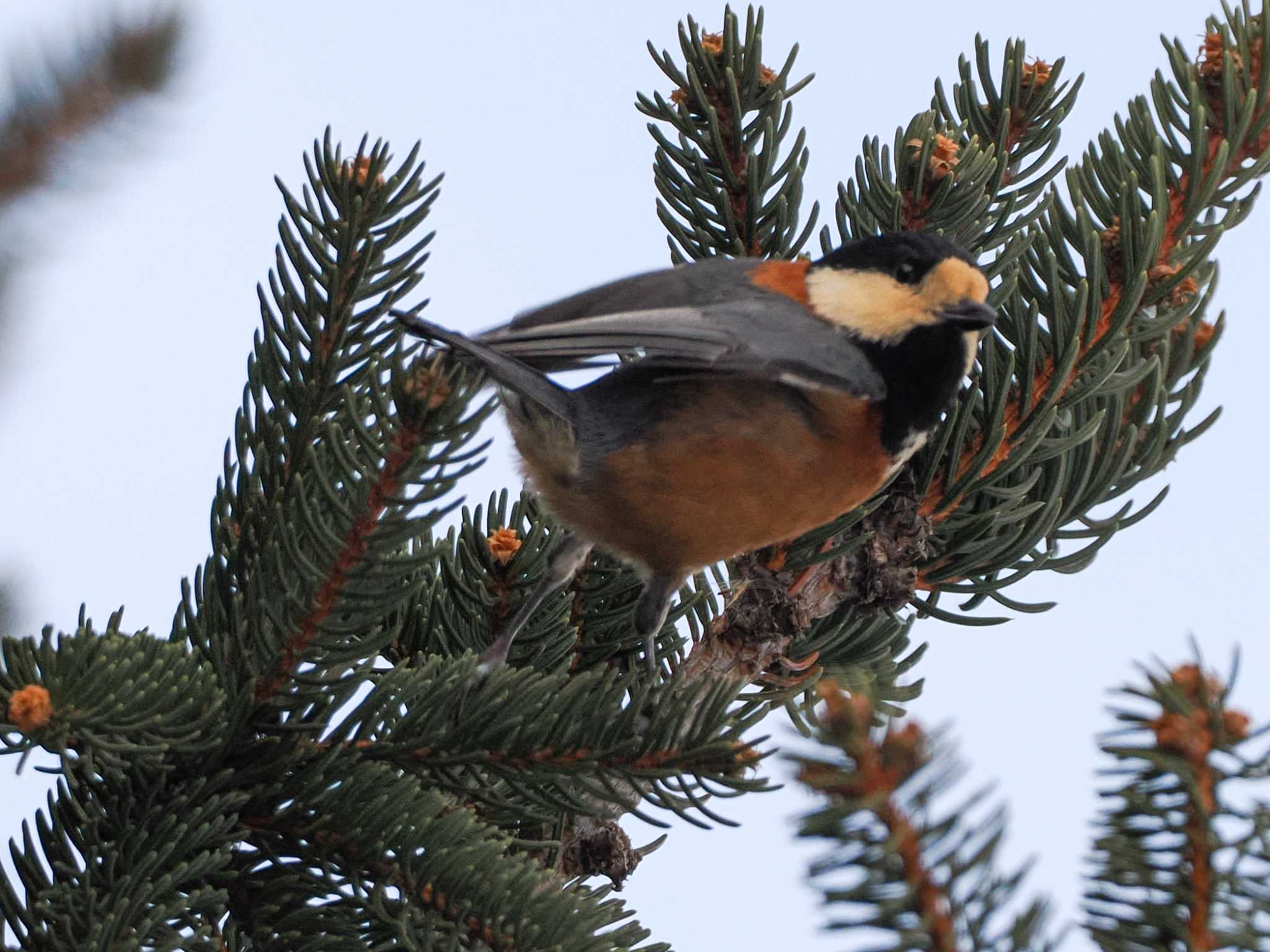 Varied Tit