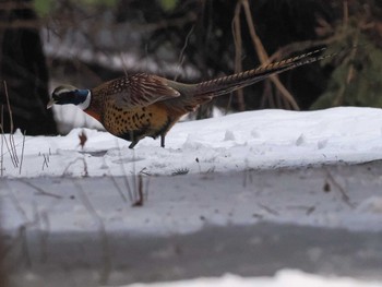 2023年1月9日(月) 星観緑地(札幌市手稲区)の野鳥観察記録