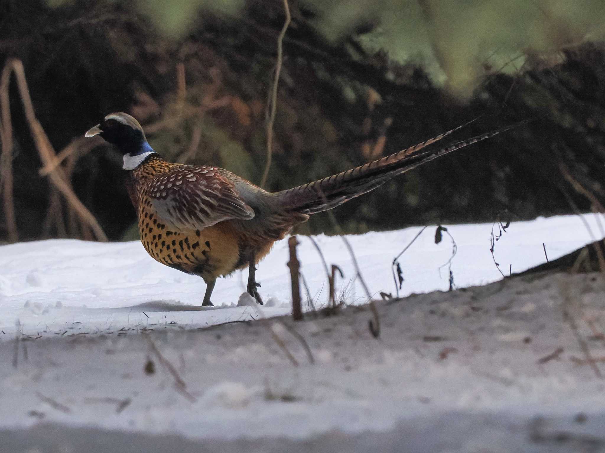 Photo of Common Pheasant at 星観緑地(札幌市手稲区) by 98_Ark (98ｱｰｸ)