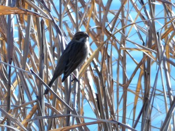 Sat, 1/7/2023 Birding report at 彩湖・道満グリーンパーク