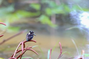 Southern Silvery Kingfisher PICOP(PHILIPPINE) Mon, 3/19/2018