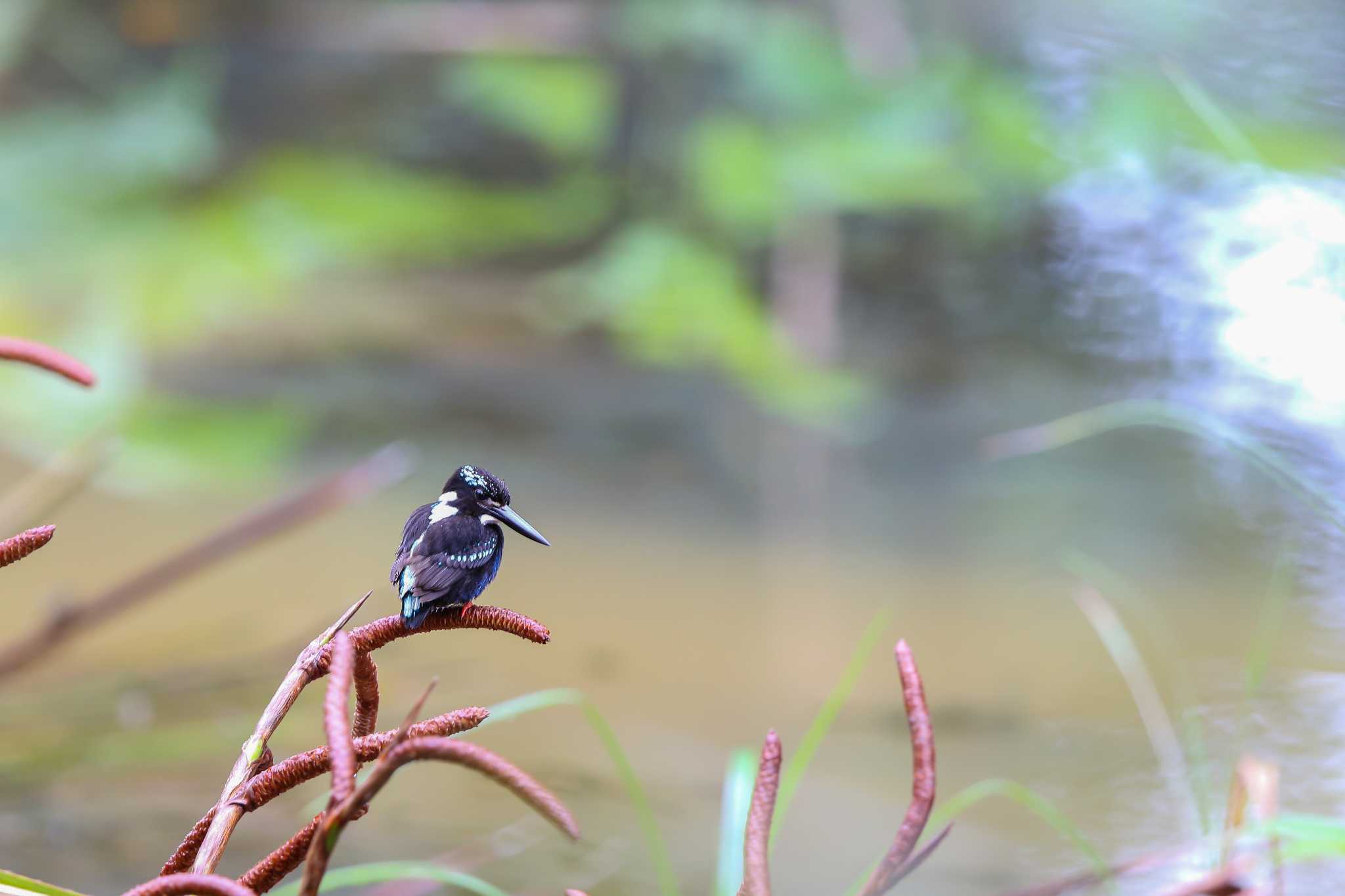 Southern Silvery Kingfisher