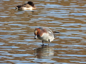 2023年1月8日(日) 井の頭恩賜公園の野鳥観察記録