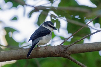 Ryukyu Minivet Meiji Jingu(Meiji Shrine) Mon, 1/9/2023