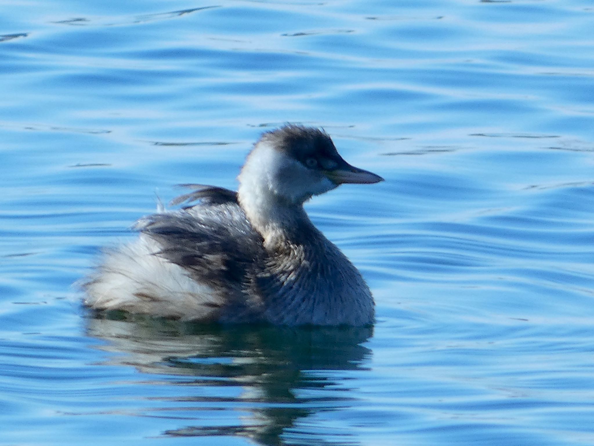 Little Grebe