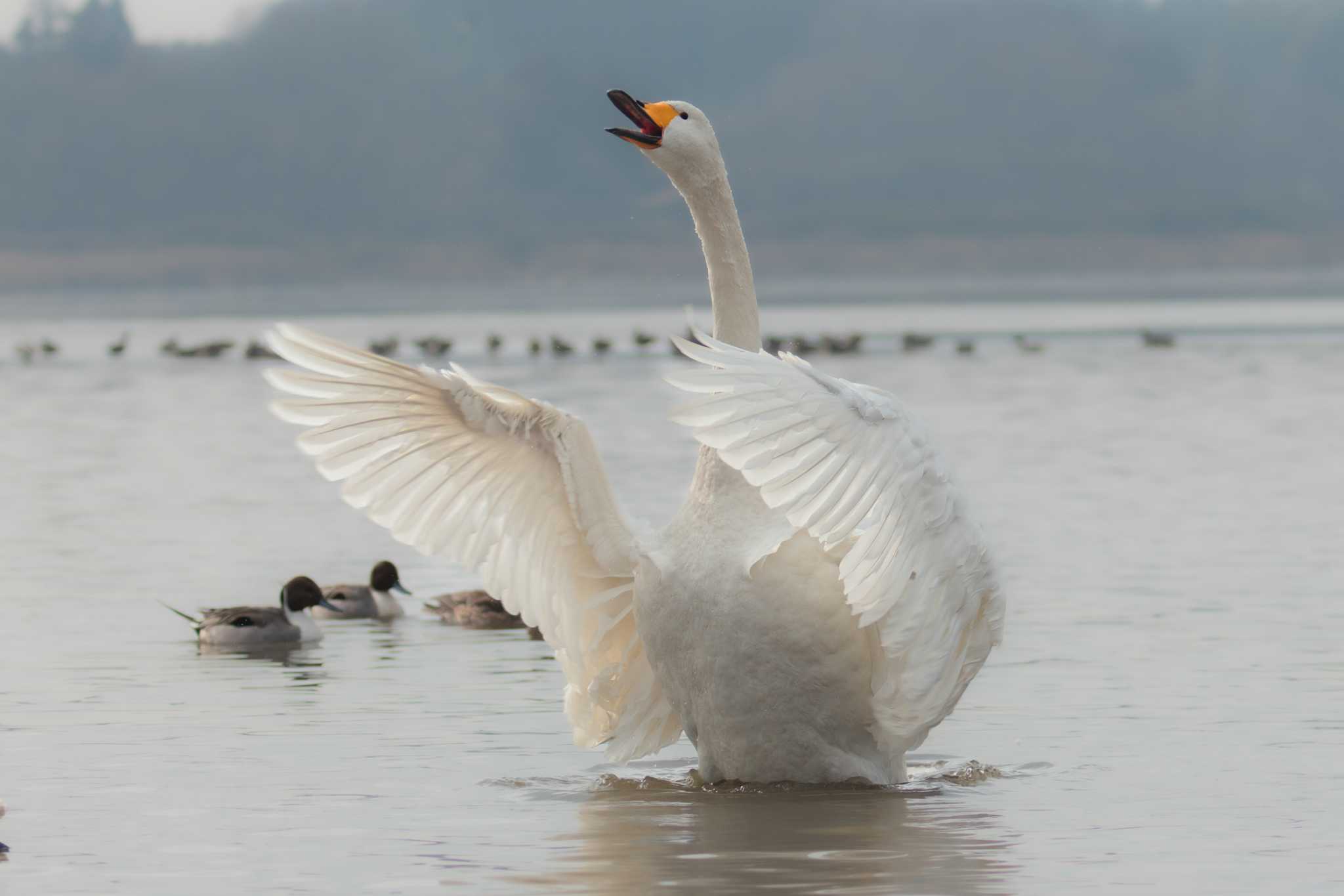 Photo of Whooper Swan at Izunuma by LeoLeoNya