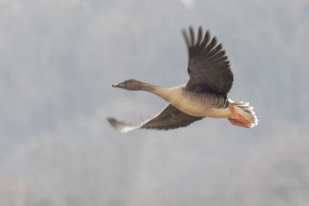 Tundra Bean Goose Izunuma Mon, 1/9/2023