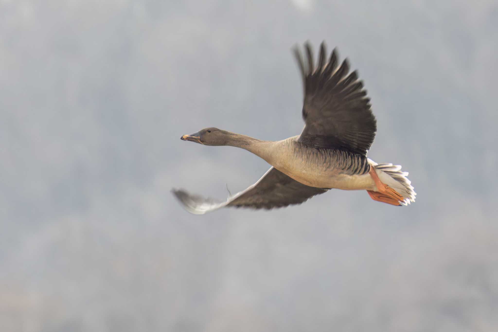 Photo of Tundra Bean Goose at Izunuma by LeoLeoNya