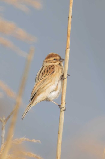 Common Reed Bunting Izunuma Mon, 1/9/2023