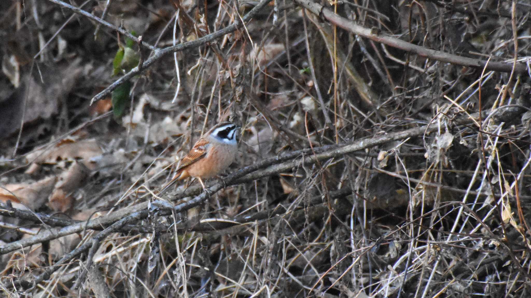 Photo of Meadow Bunting at 八ヶ岳ふれあい公園 by ao1000