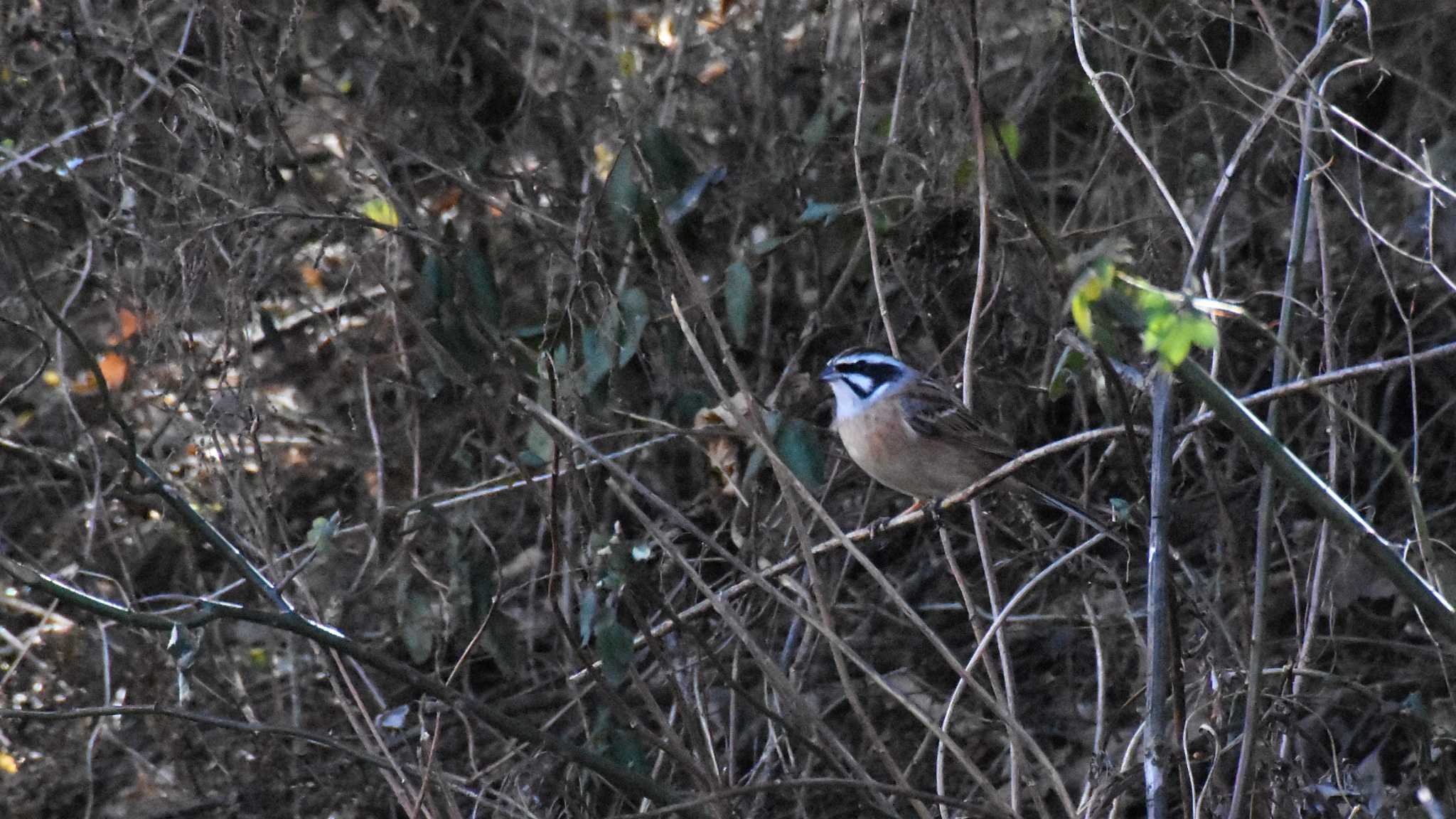 Meadow Bunting