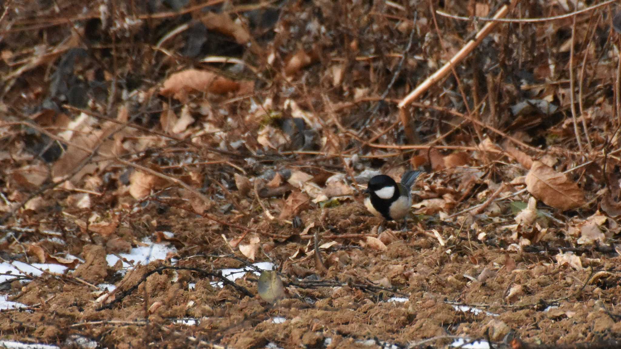 Photo of Japanese Tit at 八ヶ岳ふれあい公園 by ao1000