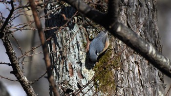 2023年1月9日(月) 八ヶ岳ふれあい公園の野鳥観察記録