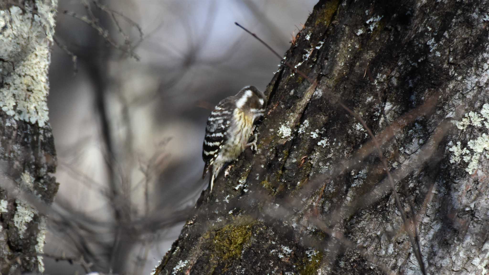 Photo of Japanese Pygmy Woodpecker at 八ヶ岳ふれあい公園 by ao1000