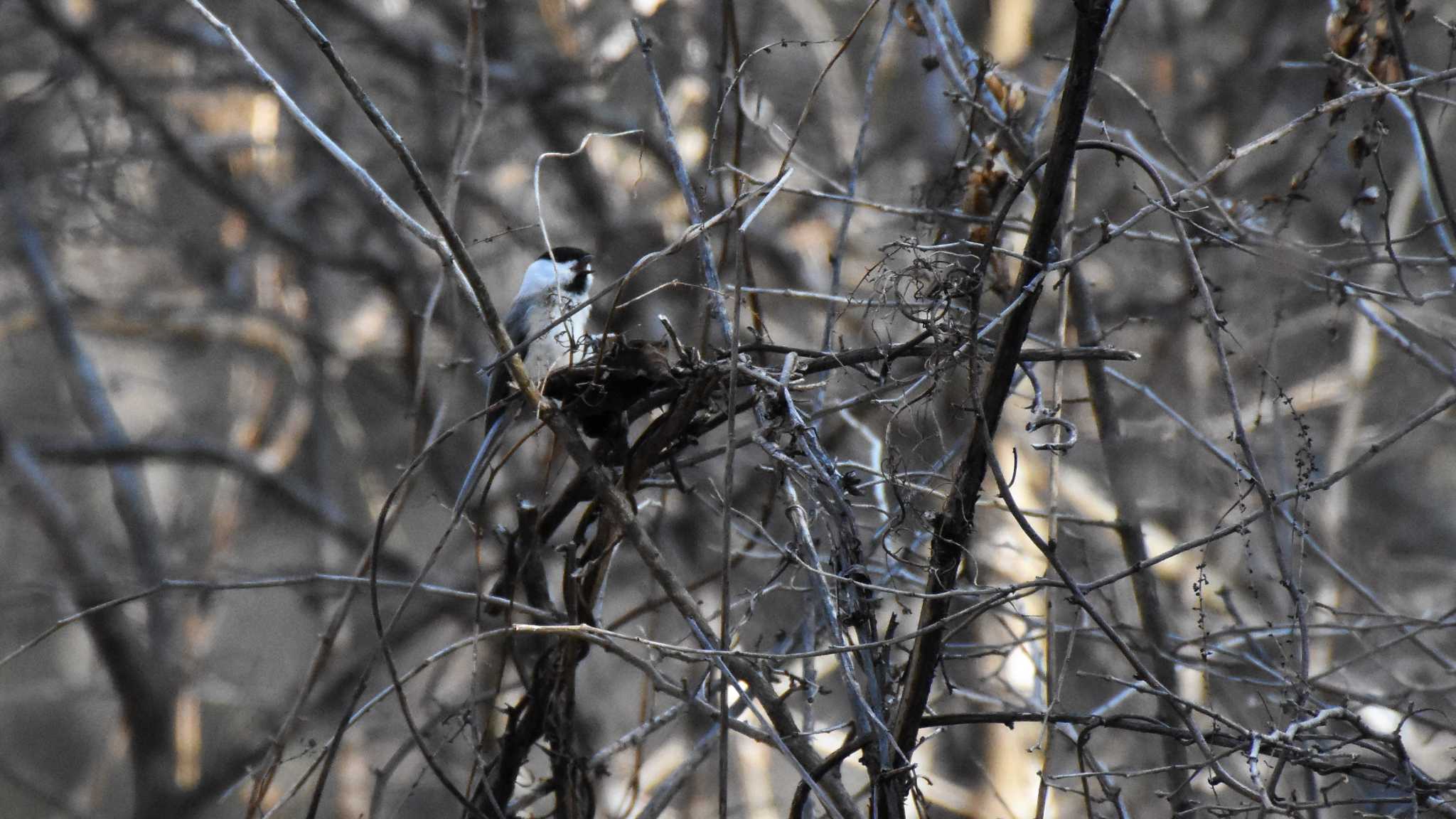 Photo of Willow Tit at 八ヶ岳ふれあい公園 by ao1000