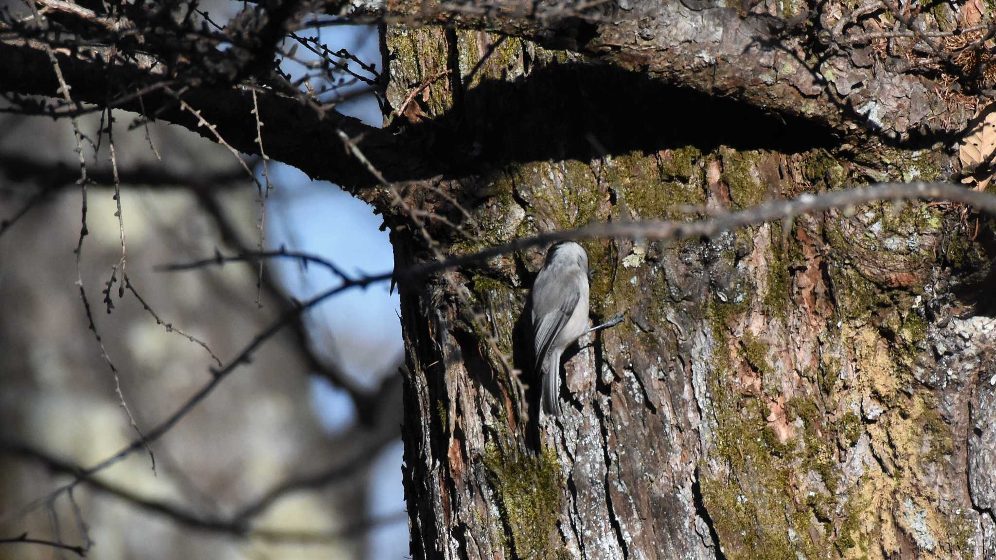 Willow Tit