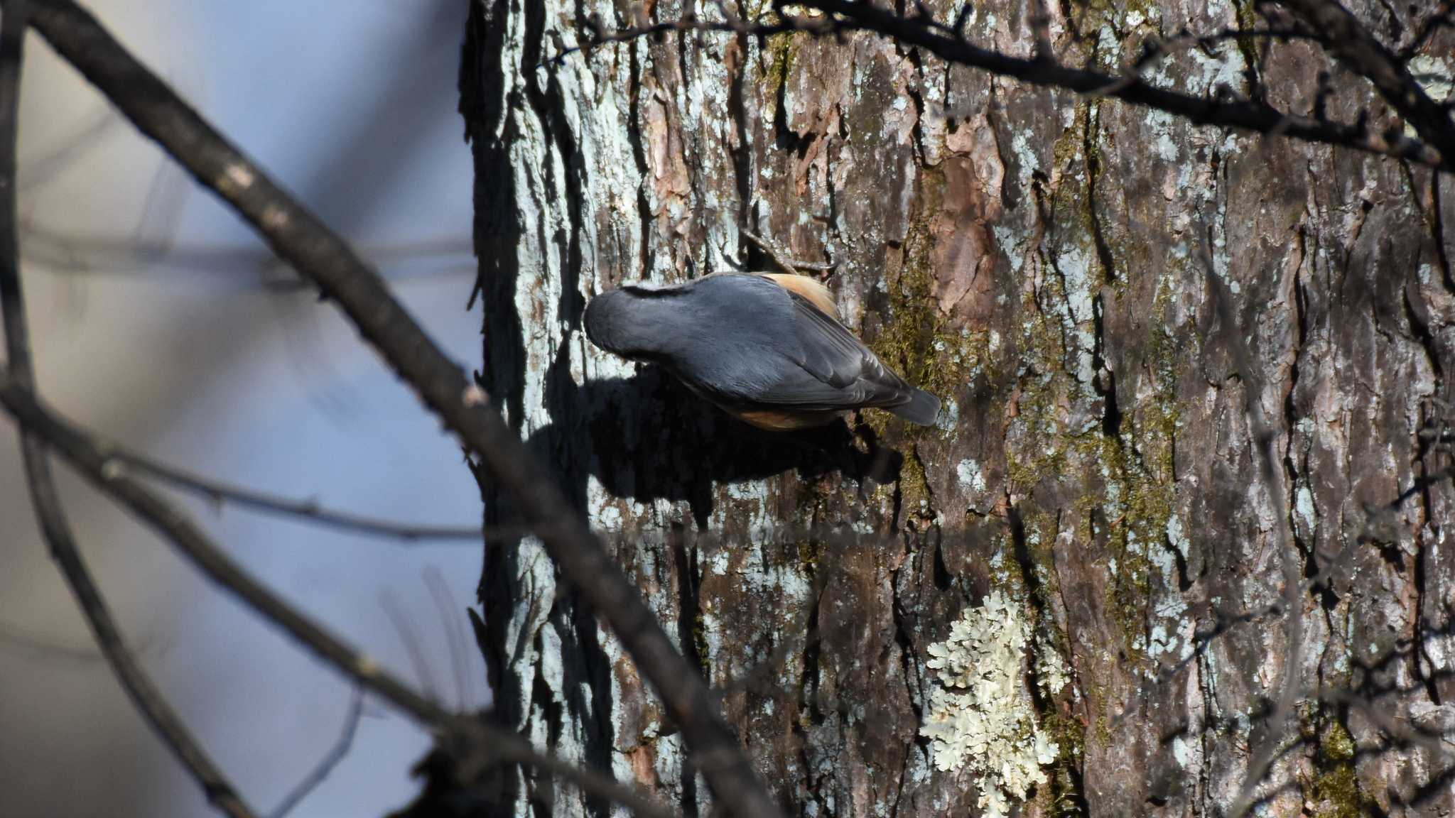 Eurasian Nuthatch