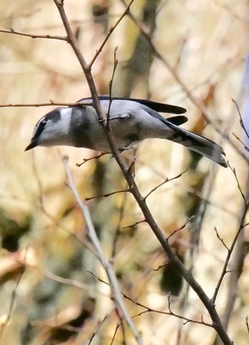 サンショウクイ 熊本県阿蘇市 2018年3月27日(火)