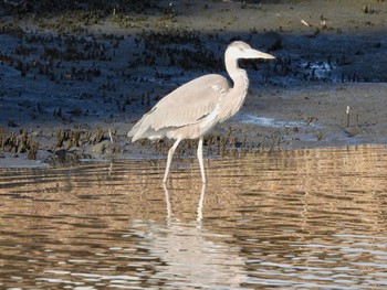 アオサギ 東京港野鳥公園 2023年1月9日(月)