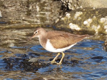 イソシギ 東京港野鳥公園 2023年1月9日(月)