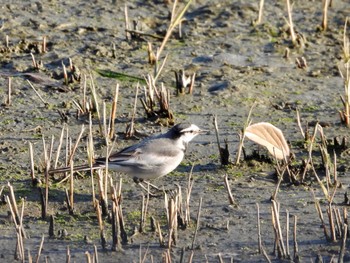 ハクセキレイ 東京港野鳥公園 2023年1月9日(月)