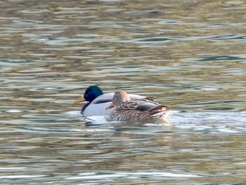 マガモ 東京港野鳥公園 2023年1月9日(月)