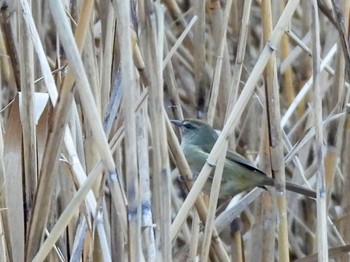 Mon, 1/9/2023 Birding report at Tokyo Port Wild Bird Park