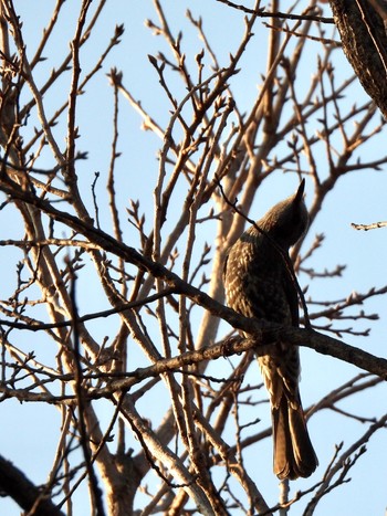 ヒヨドリ 東京港野鳥公園 2023年1月9日(月)